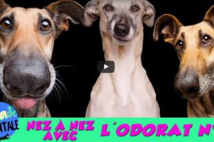 odorat, odeur, balade mentale