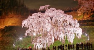 Le « Miharu Takizakura », cerisier pleureur de plus de mille ans. Il est situé sur un territoire contaminé par l'accident de Fukushima.