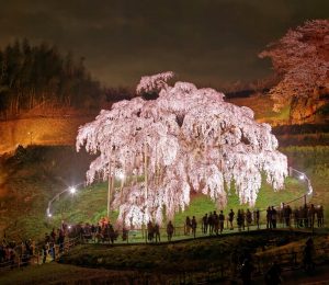 The “Miharu Takizakura”, a weeping cherry tree over a thousand years old. The tree is on a soil contaminated by the Fukushima incident.