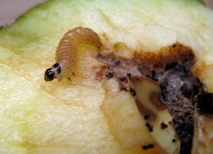 Photographie d'une larvede carpocapse des pommes.