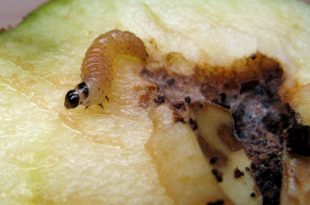 Photographie d'une larve de carpocapse des pommes. © Joachim K. Löckener