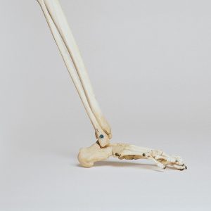 Image modèle de pied os.