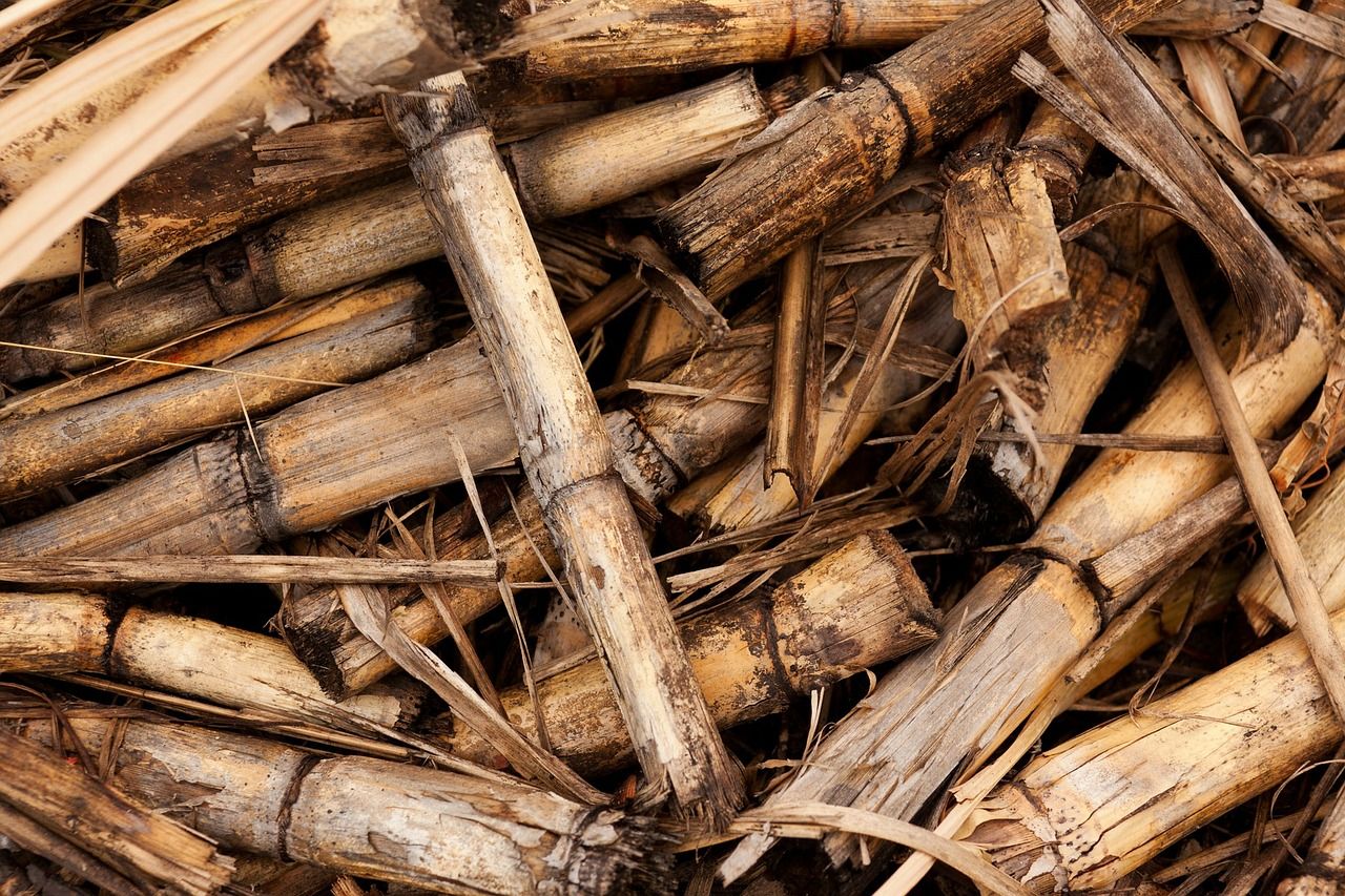 Biomasse, biodéchets