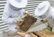 BeePMN, abeilles, apiculteur