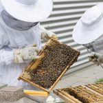 BeePMN, abeilles, apiculteur