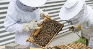 BeePMN, abeilles, apiculteur
